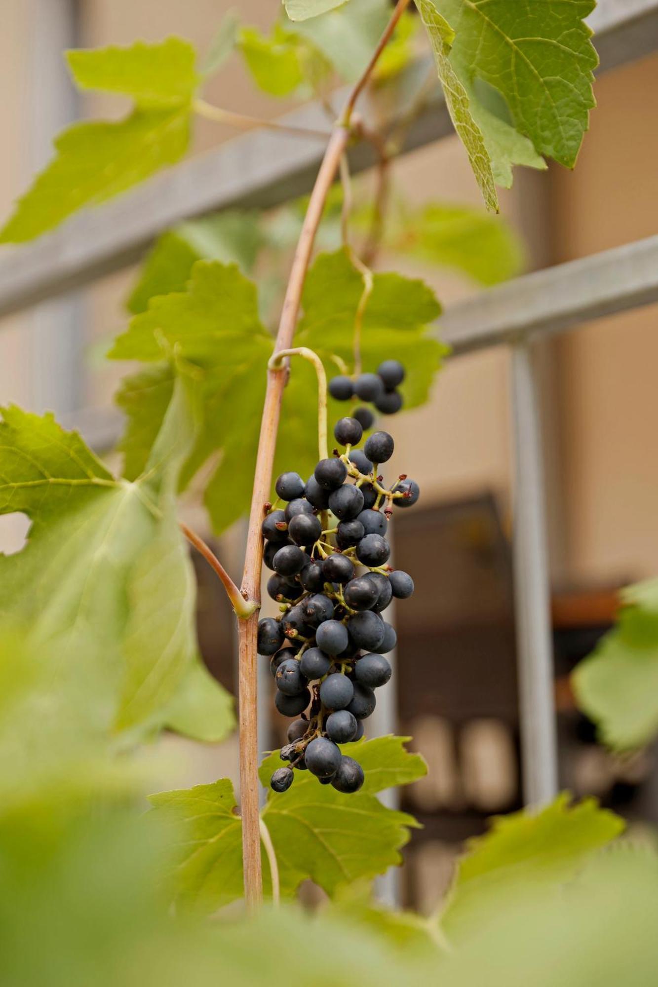 Vinotel Weinstrasse Herxheim am Berg Buitenkant foto